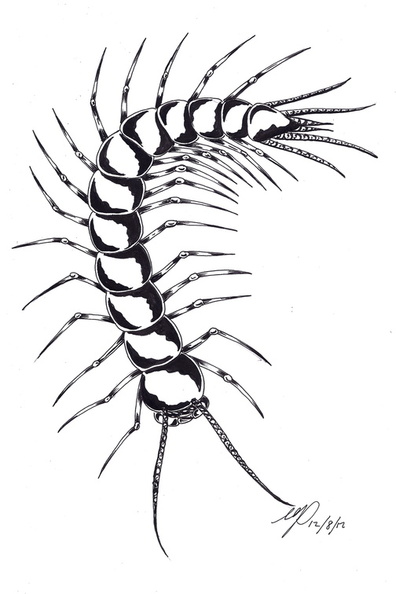 centipede monster ink.jpg