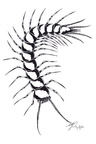 centipede monster ink